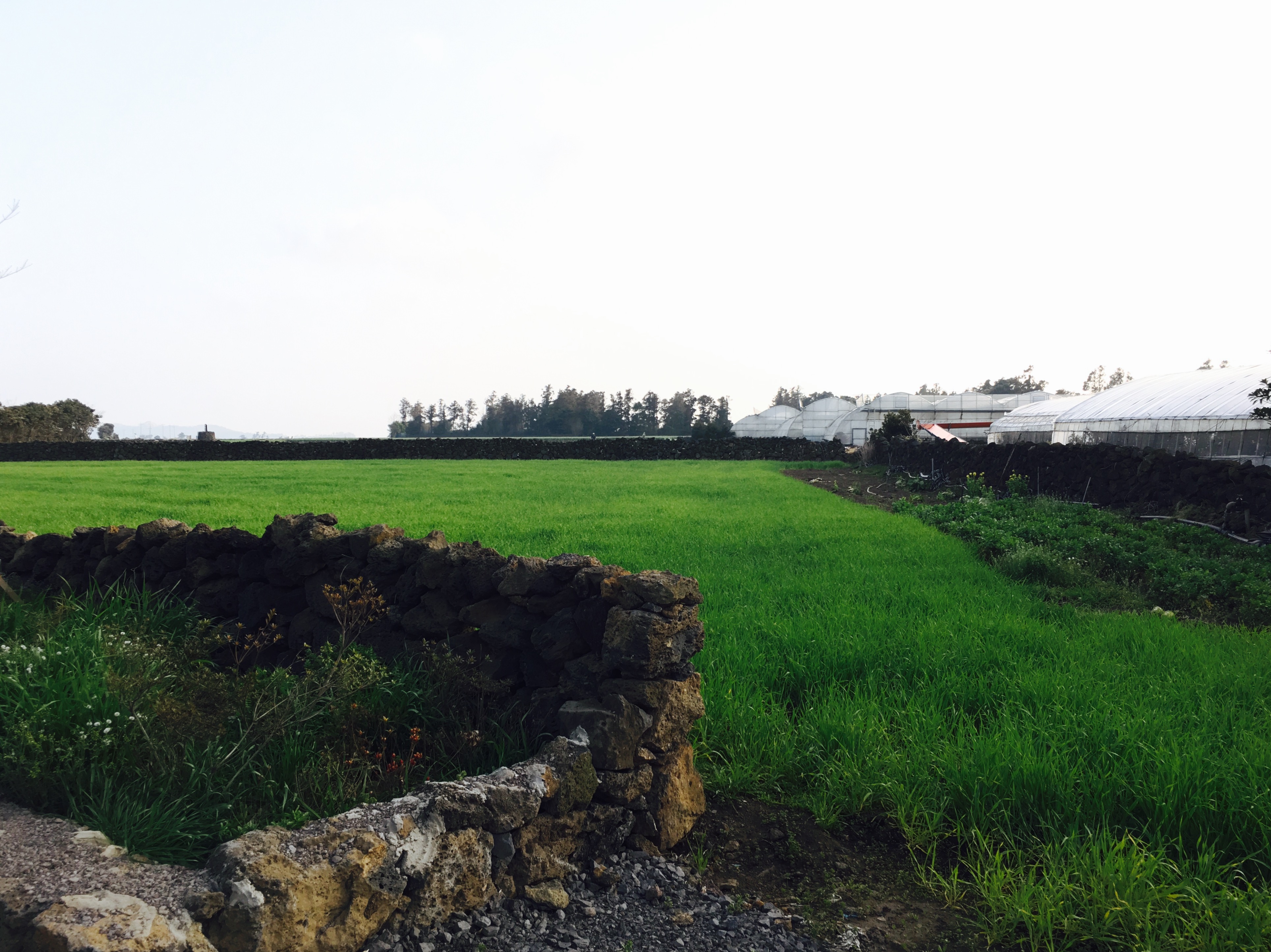 出国游玩新手小白,出国去韩国济州岛打工