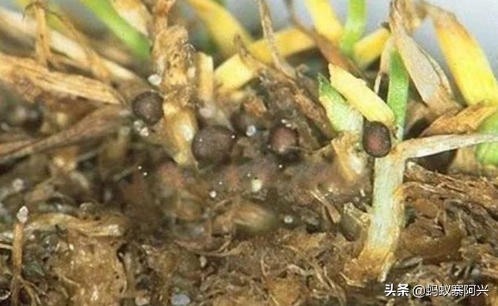 怎样防止韭菜根的虫害,韭菜虫害之韭蛆防治技术