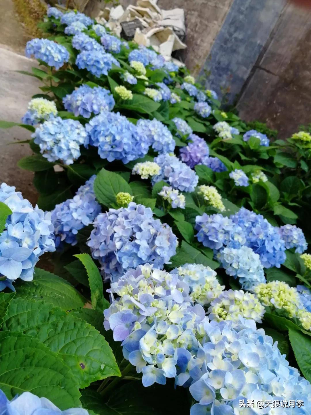 圆滚滚的绣球，瀑布般的花墙，这届花友也太会种花了吧