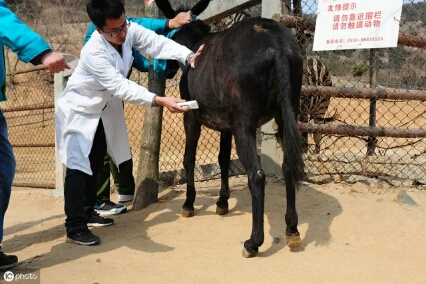 自繁自养肉驴,掌握其发情和配种妙招,提高肉驴繁殖效率并不难