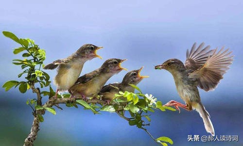 人类与自然和谐共生的诗,人类自然和谐共生古诗