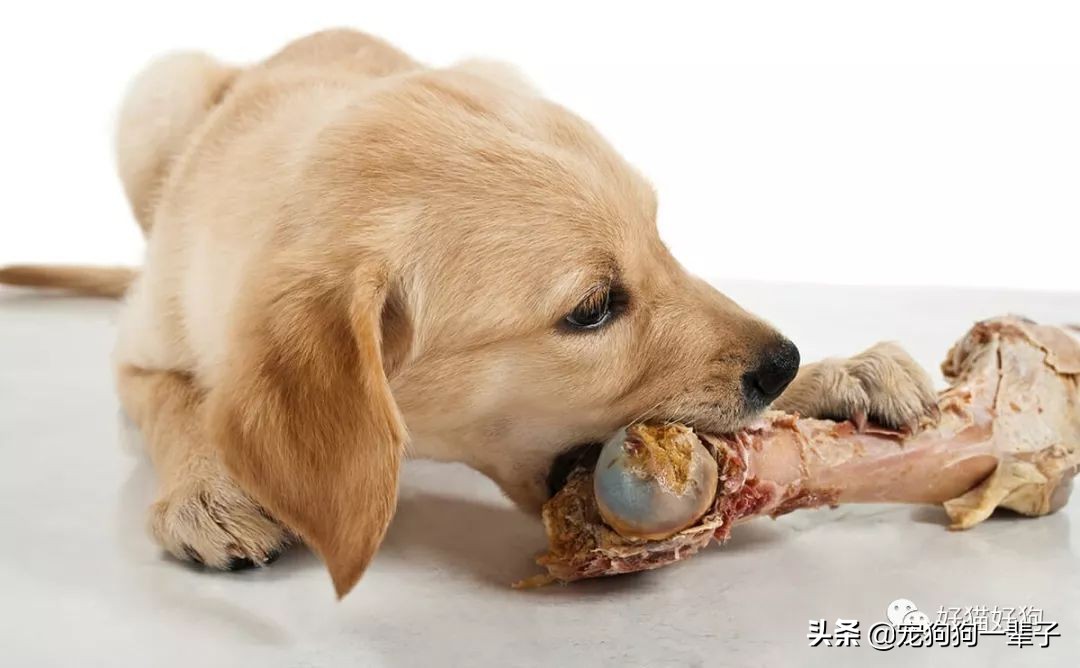 狗狗缺磷钙,狗狗最佳钙磷比