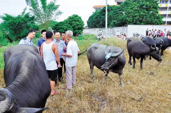 贵州用镰刀剃头的原始部落,偷南瓜是在哪里