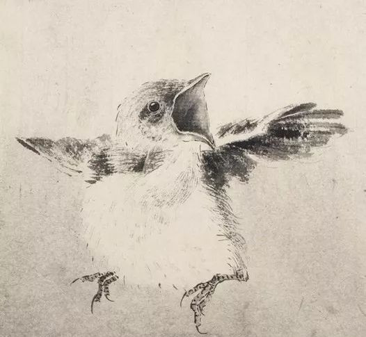 最简单画鸟的画法,各种鸟的画法简单又漂亮