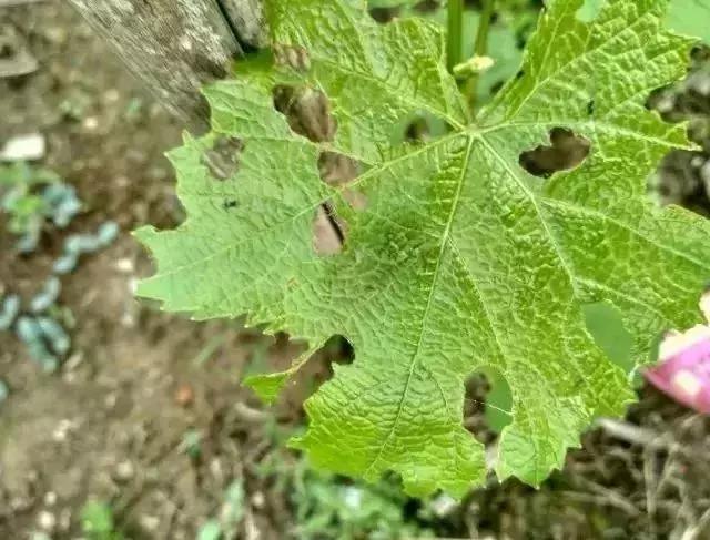夏黑葡萄各个时间防哪些虫害,葡萄14种常见虫卵图解