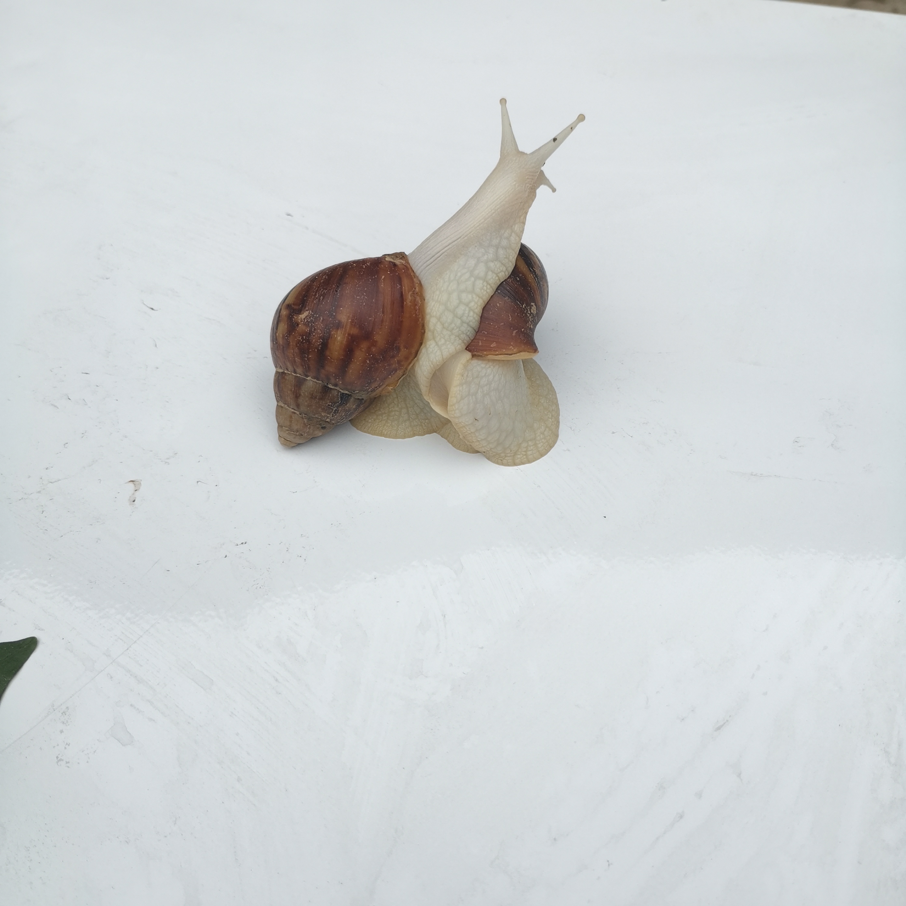 山东白玉蜗牛无土养殖市场如何,江苏白玉蜗牛有土养殖赚钱吗