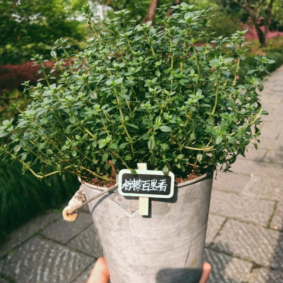 观花草本植物推荐,最具观赏性的观叶植物