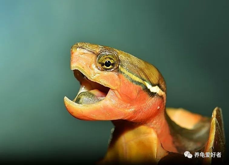 国龟鹰嘴新手入门教程,国龟鹰嘴视频大全