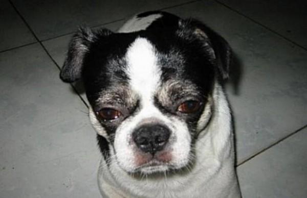 45种常见狗狗认几种主人,45种常见狗狗拉布拉多图片