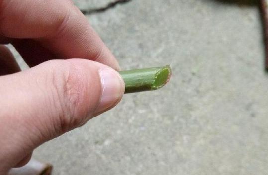 四季海棠养殖方法和扦插最佳时间,四季海棠扦插生根后多久可以移栽