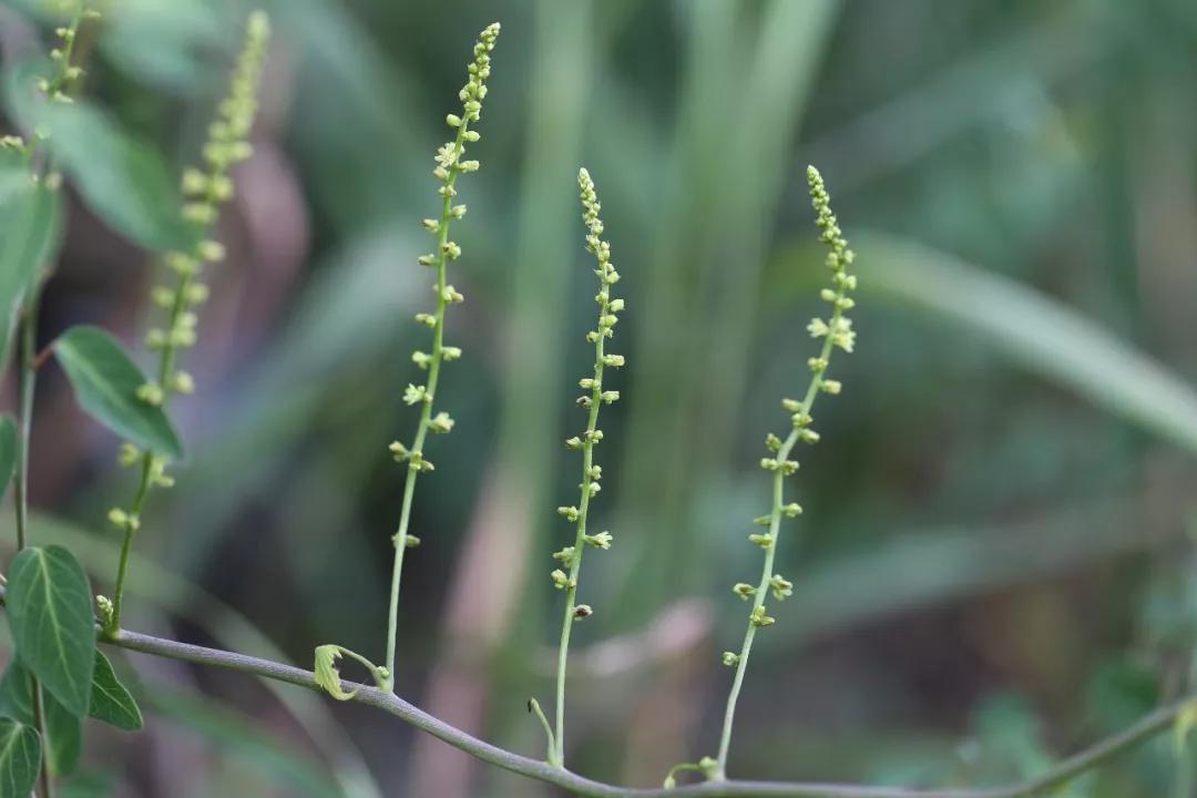 冬天常见中药植物图片及功效,花期长的草本植物图片