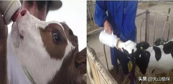 新生犊牛的最新管理技巧,犊牛护理管理