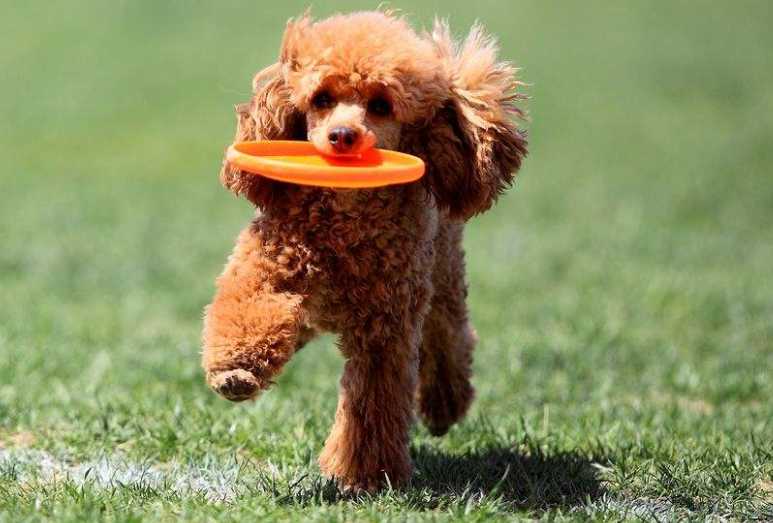 宠物狗训练视频教程全集,宠物狗训练方法和技巧