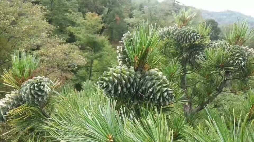 红松子的用途,长白山红松子的历史