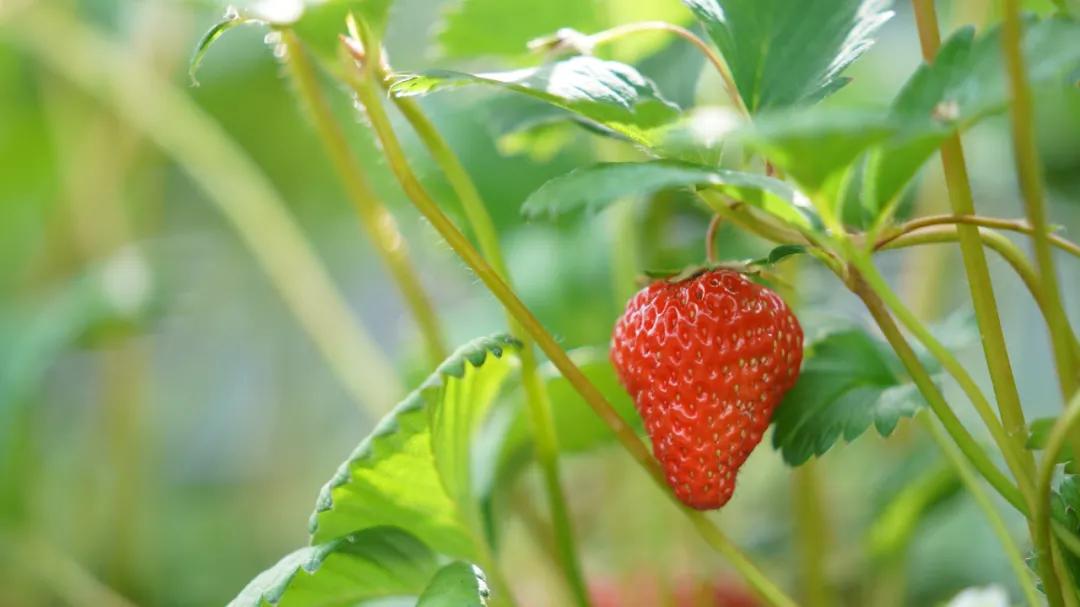 草莓种植行业风险及前景,草莓种植致富热