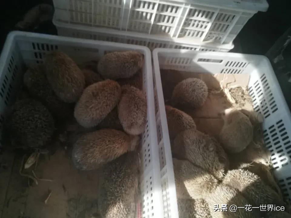 一天能吃掉半斤白蚁,曾是农业一大益兽,却被当补品差点吃绝了