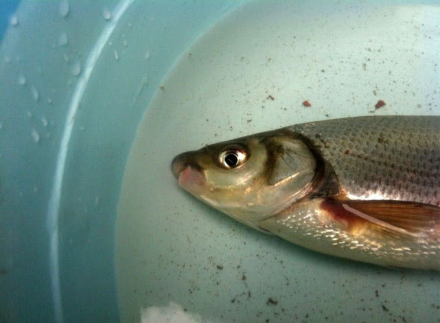 胖头鱼有什么钓法和技巧,小嘴鱼红尾黄的最佳钓法