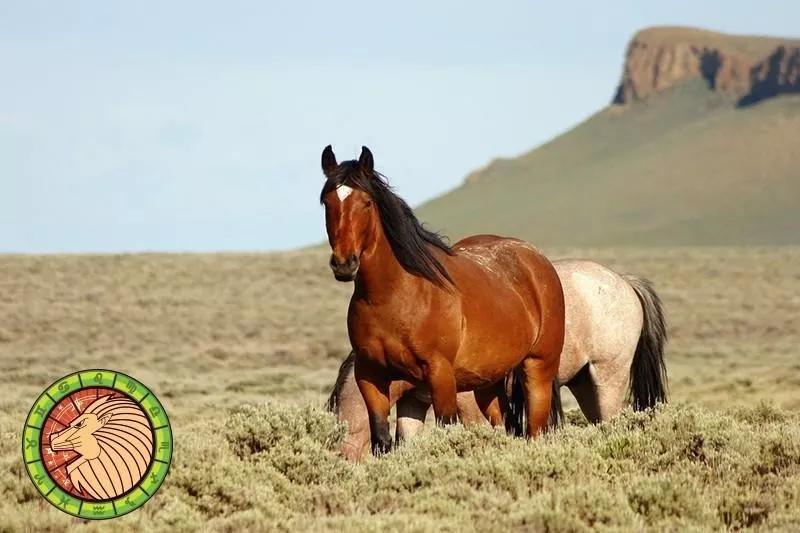 十二星座运势野兽,如何知道自己星座最适合的动物