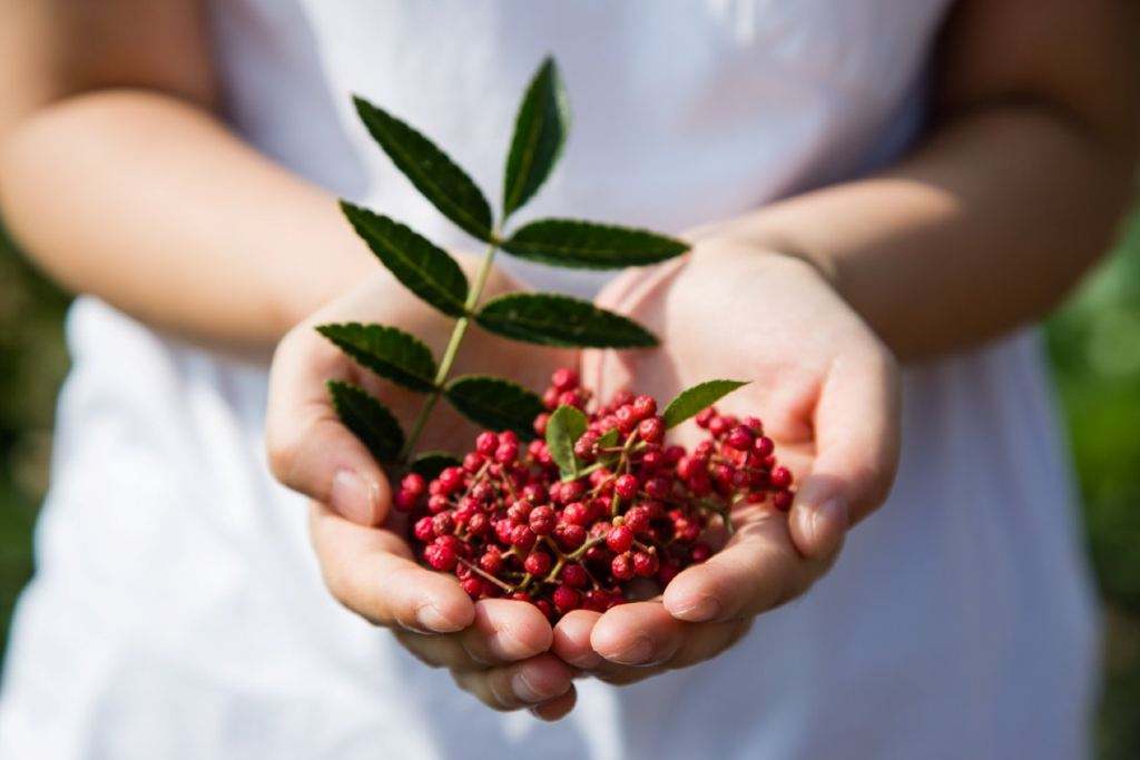 不打农药花椒怎么修剪能高产,如何更高效采摘花椒