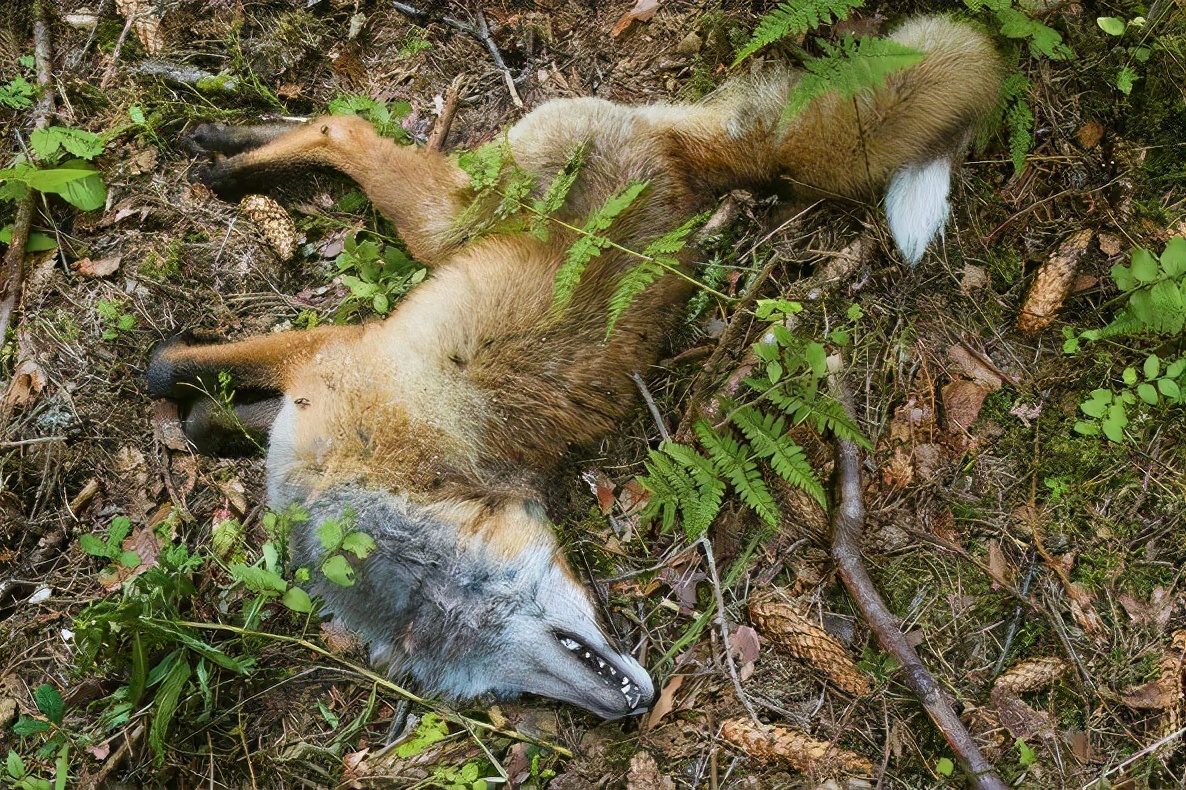 狼见到鬣狗会怎么样,狼见了都害怕的狗
