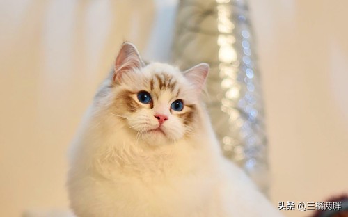 猫咪泪痕导致毛发泛黄还能变白吗,白毛猫咪发黄剃掉可以吗