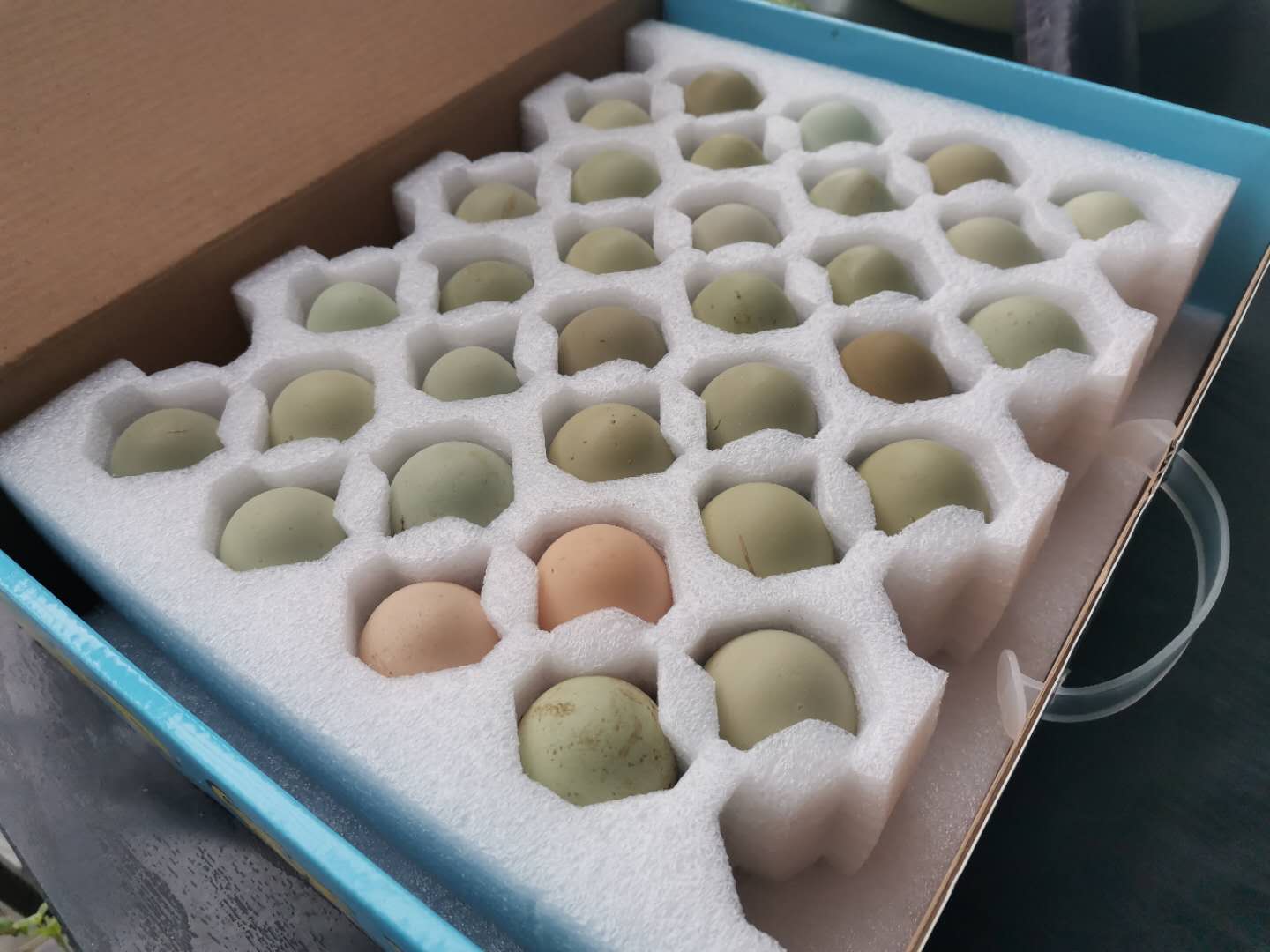 卖完公鸡留母鸡生蛋，不按斤按盒卖70-100块，居然收入千万