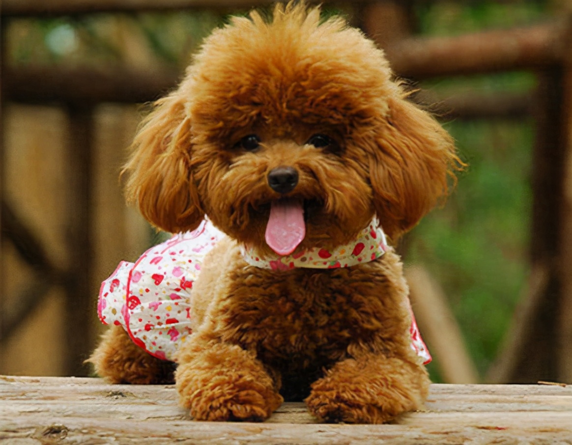 在中国10个品种的狗狗最受欢迎,现在最流行的狗狗是什么品种