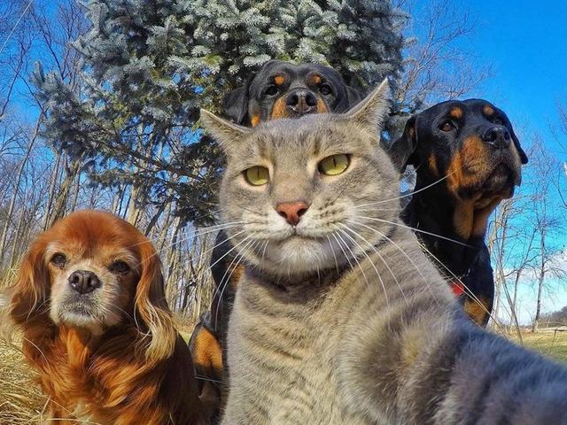 狗狗长期吃鱼饲料会怎么样,狗狗只吃肉和狗粮对身体好吗