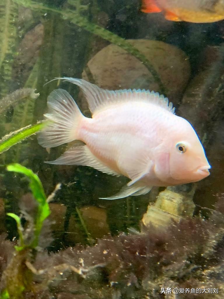 迷你鹦鹉鱼繁殖后多久和母鱼分开,迷你鹦鹉鱼繁殖缸必须要铺底砂吗