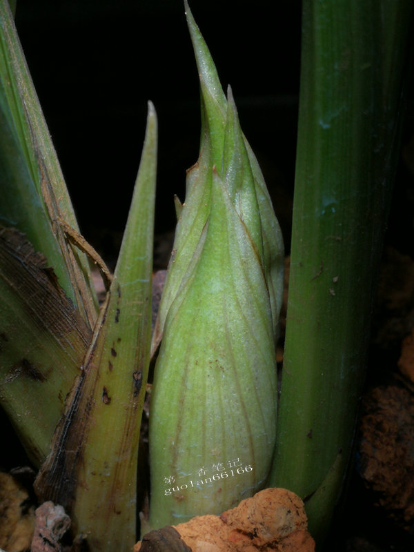 出售兰花50元一枝,兰花定价最佳方法