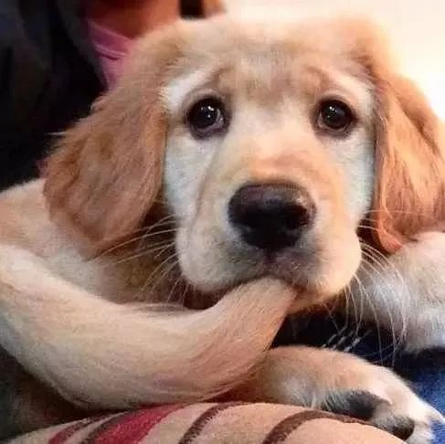 狗狗是色盲吗,狗狗是色盲还是色弱