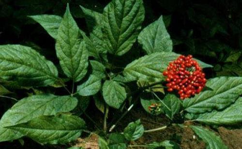 现在人参和古代人参,中国人参文化介绍