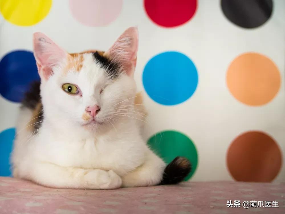 猫咪皮肤有黑斑点还很容易掉毛,猫咪身上有黑色斑点是怎么回事