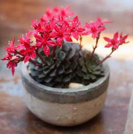 多肉植物为什么不能长大,多肉开花不结果是什么原因