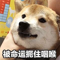 天猫双十一一元购怎么抢,天猫双十一哪里抢购最便宜