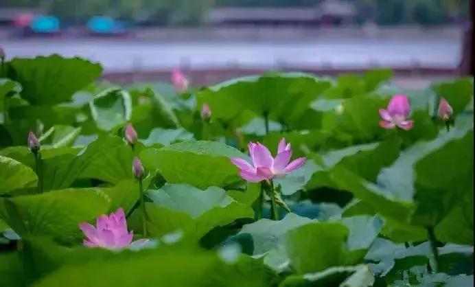 中国著名赏荷胜地,中国最著名的十大赏荷地
