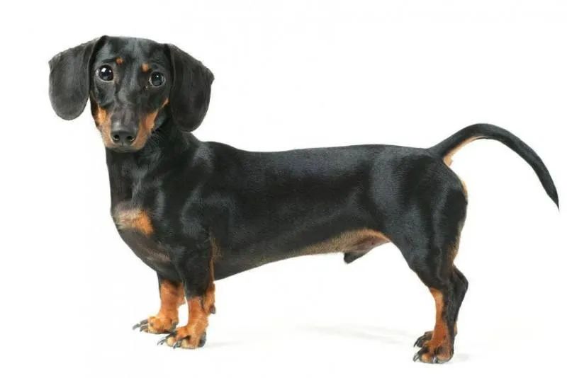 盘点那些老人养的巨型狗,8-10年寿命的狗狗