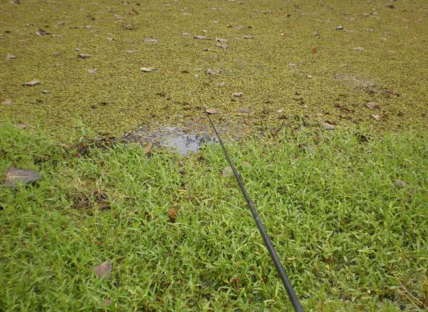夏季钓野河怎样选钓位,初夏钓野鲫怎么选钓点