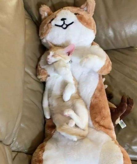 挑选健康猫咪,如何挑选一只粘人又听话的小猫咪