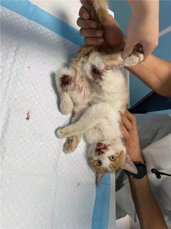 虐猫事件频发的背后：40元能买100G虐猫视频，施暴者认为“猫是恶魔”