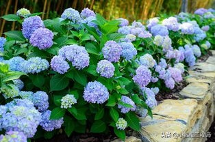 适合孕妇的室内绿植,家里有孕妇房间适合养什么植物