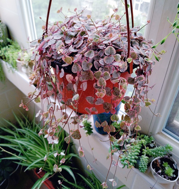 18种寓意好的花,18种花图片大全