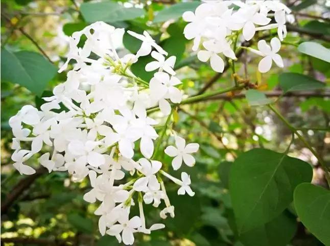 最适合赏花的花,视觉盛宴五种赏花名花供您选择