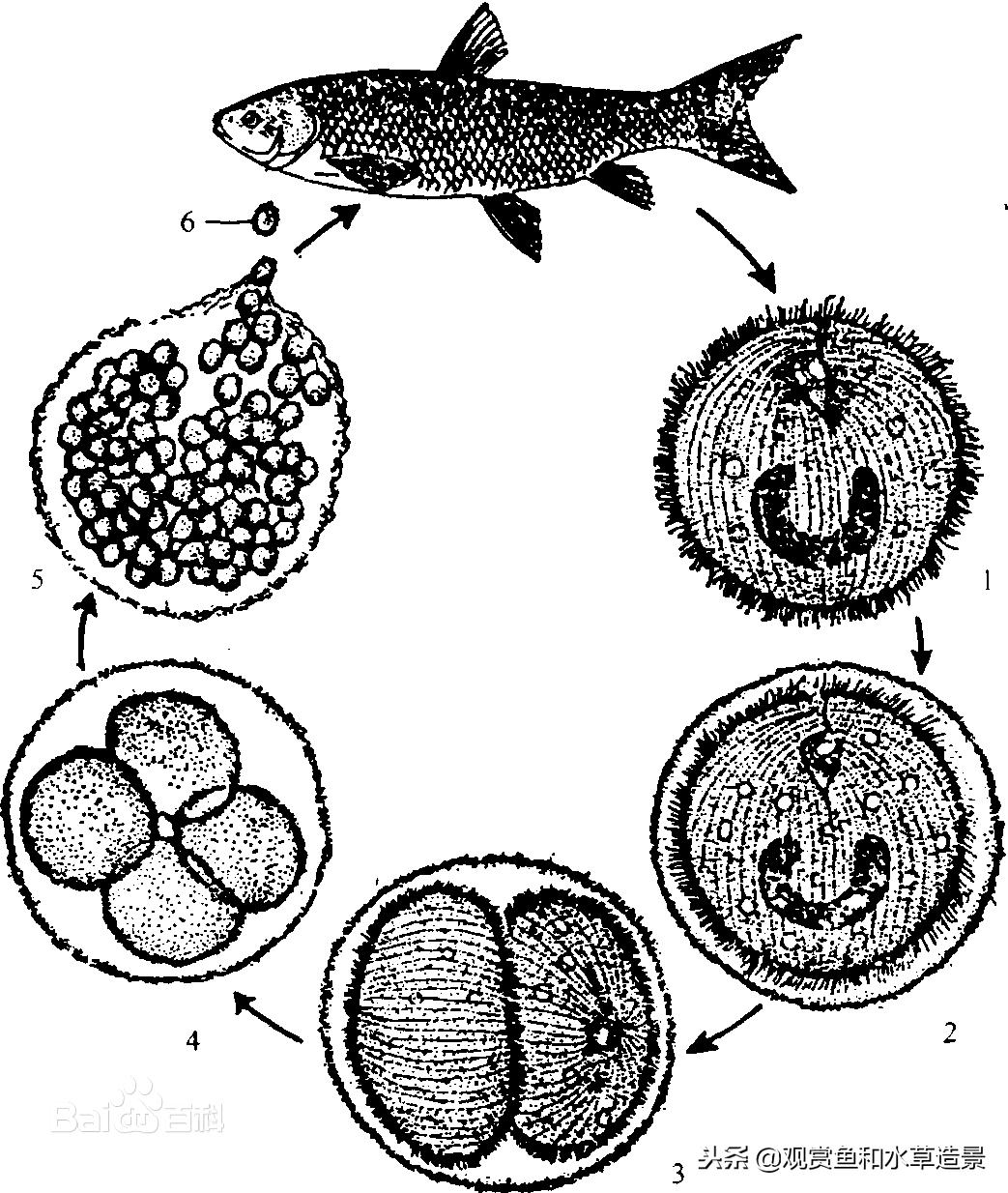 白点病养鱼新手老手都会遇到，了解这些知识让你轻松应对