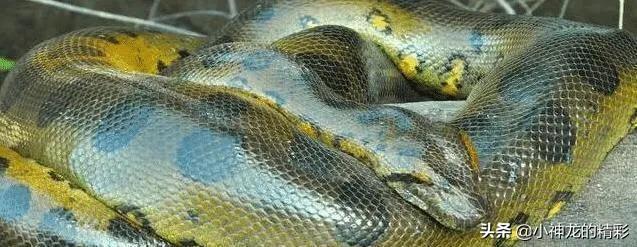 世界上最大的蛇咬死几个人,世界上最凶狠的蛇是什么