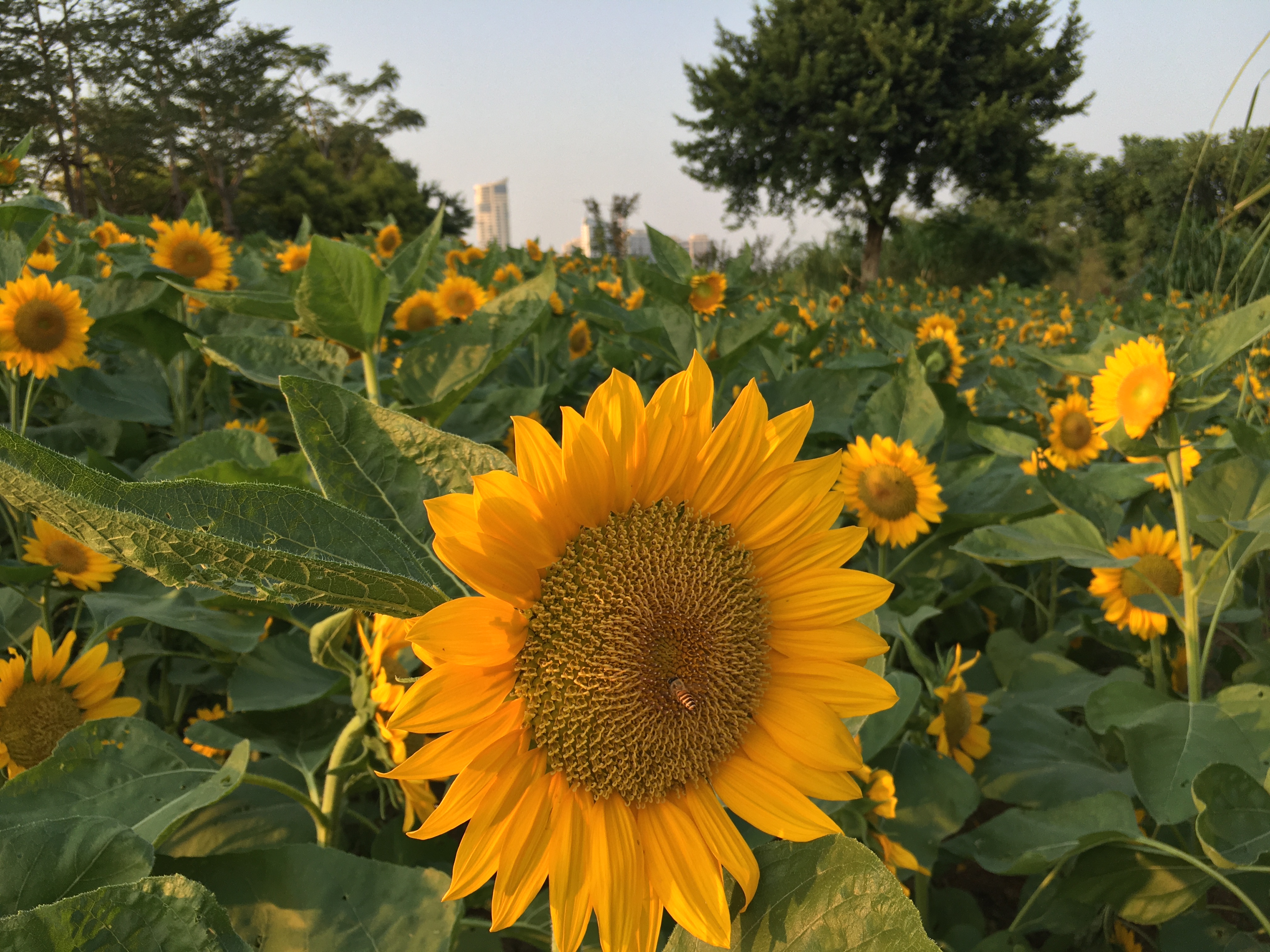 园博园旅行年卡 (旅游年卡 园博园)