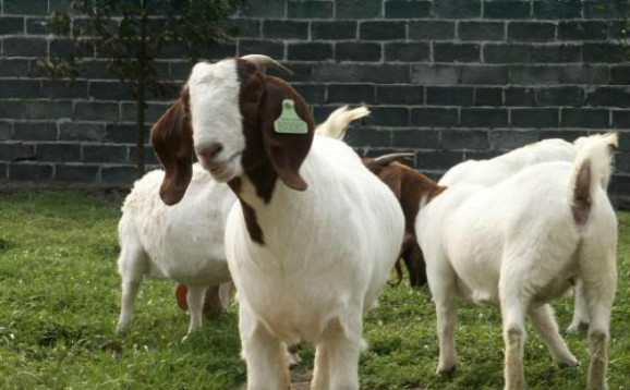 山羊养殖技巧小视频,山羊养殖技巧山羊吃什么长得快