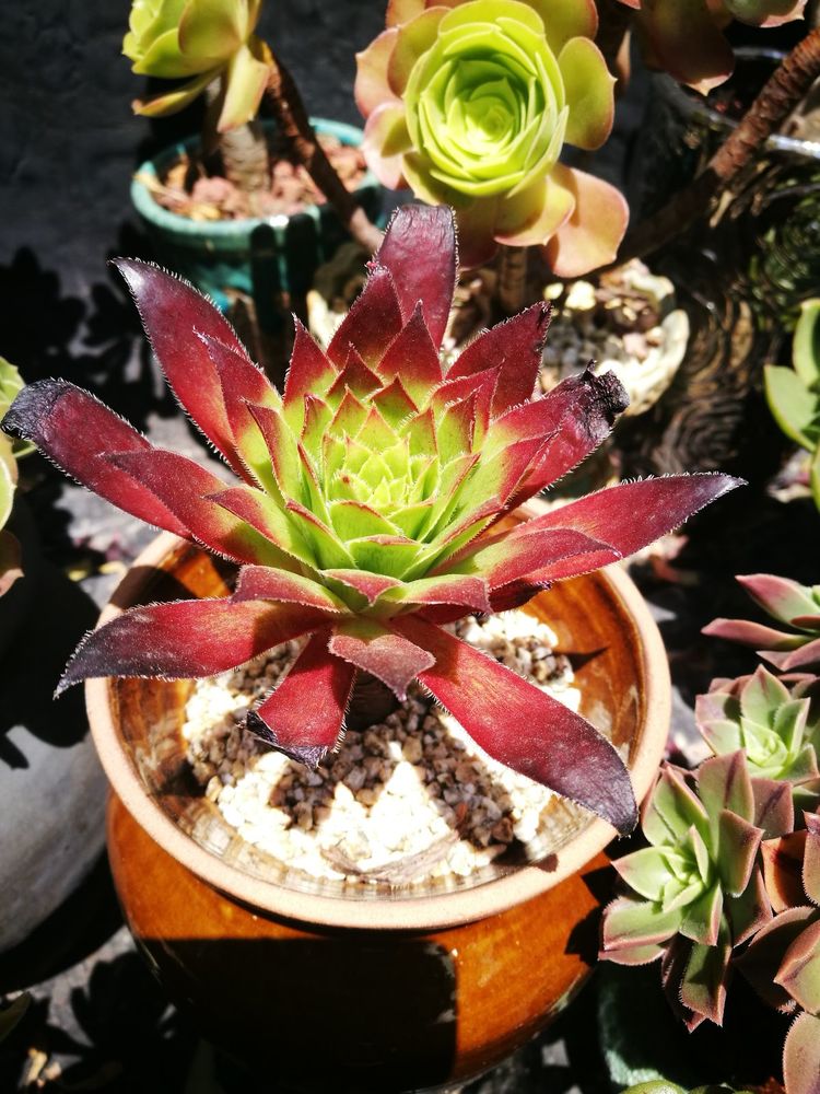 误打误撞的多肉情缘,带我走进多肉小世界!