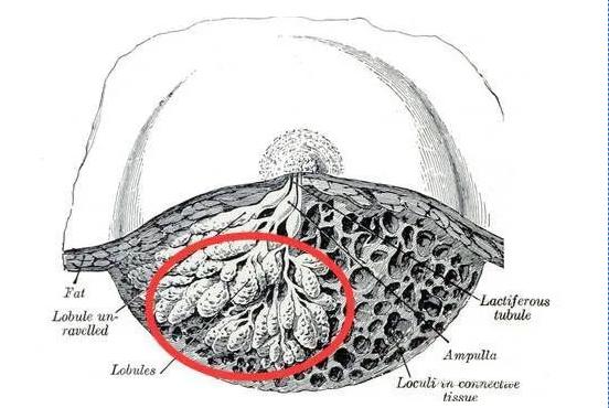 堵奶通乳的正确手法视频教程,堵奶怎么办最快最有效的方法