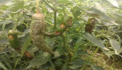 辣椒炭疽病你了解吗？高温天气易感染、传播快！防治措施在这里